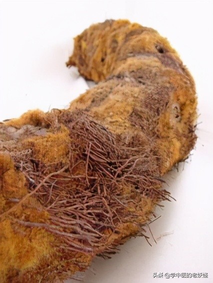 狗脊贯众中药,狗脊中药图片