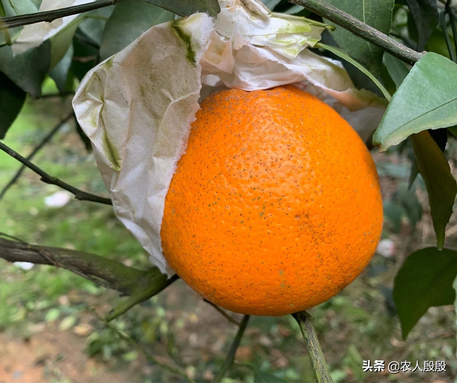 柑橘溃疡病树脂病用什么杀菌剂,柑橘树脂病最有效的杀菌剂