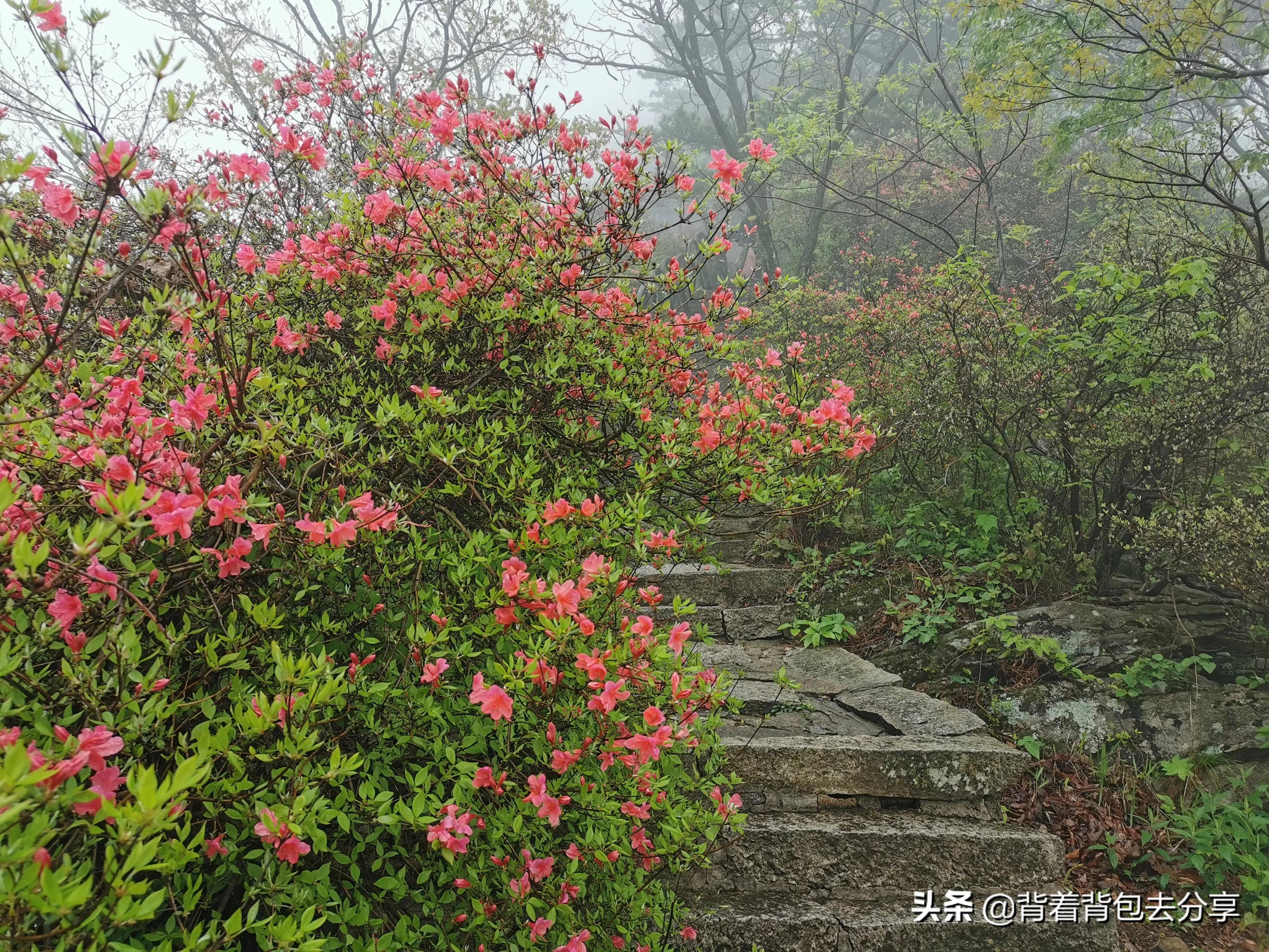 麻城看杜鹃花攻略,去麻城看杜鹃攻略