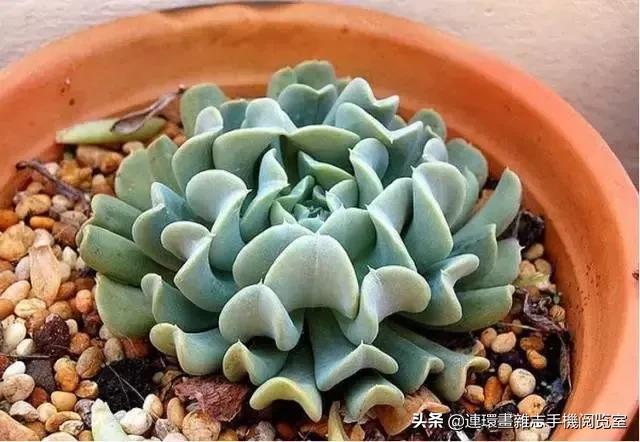 365种多肉图谱大全,365种鲜花图册大全