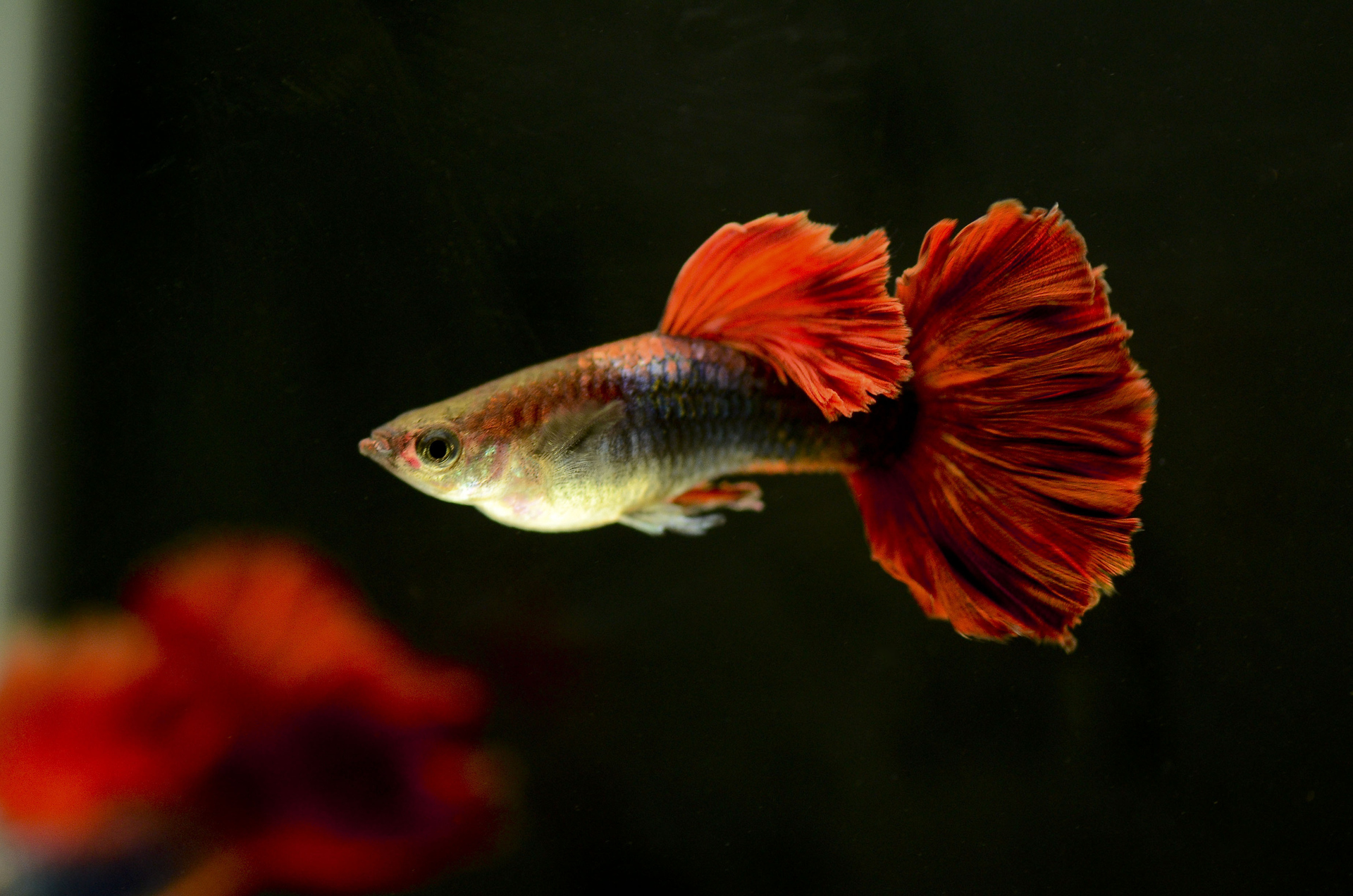 给观赏鱼治病用什么盐,鱼盐可以治疗孔雀鱼烂身吗