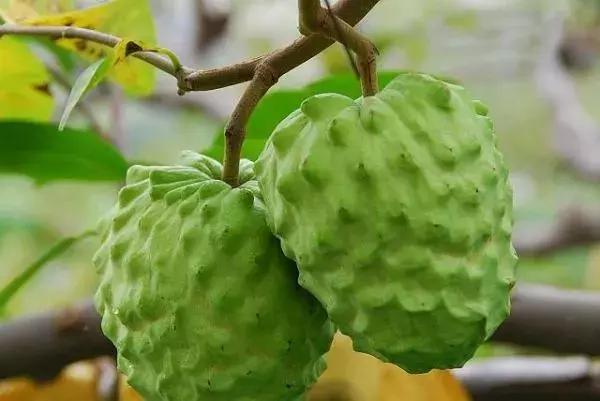 正宗的凤梨释迦黄泥土可以种植吗,凤梨释迦怎么种植