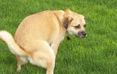 狗狗出现哪6种现象就得了狂犬,狗狗生病的六种表现是什么