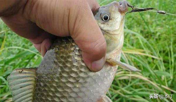 台钓详细解析,台钓一秒看懂