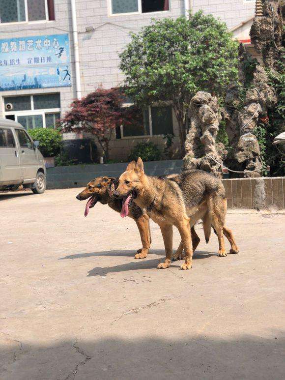德国牧羊犬黑背狗市,德国黑背牧羊犬视频
