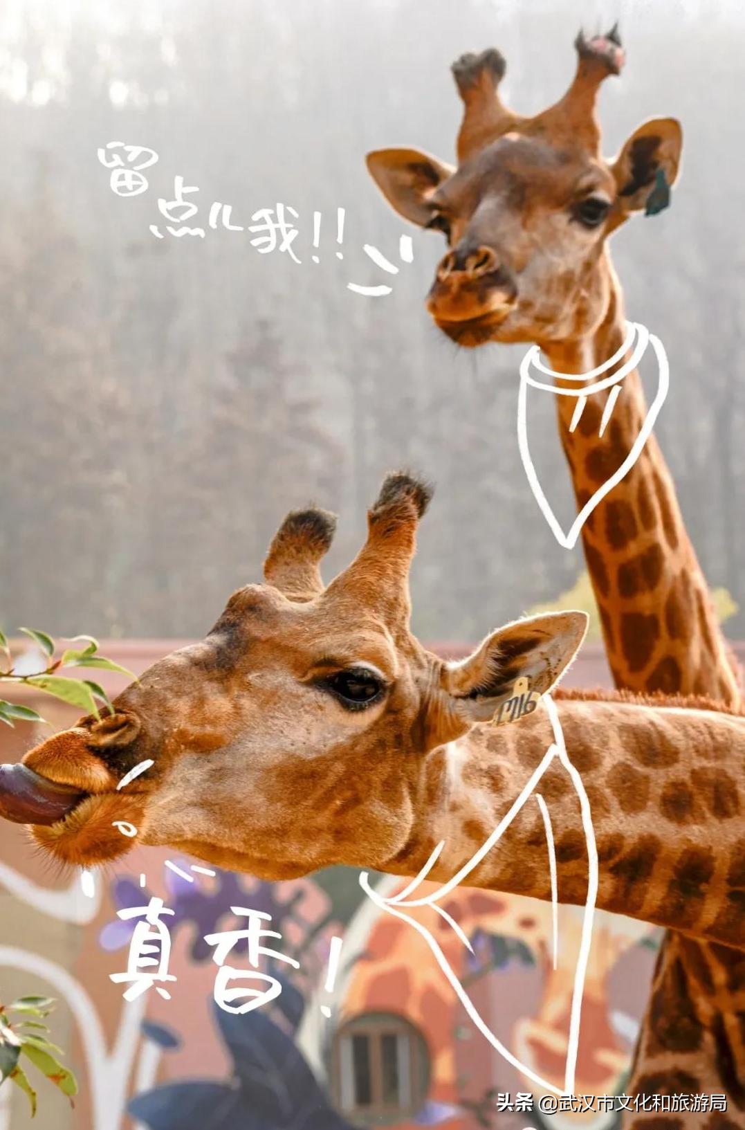 武汉野生动物王国怎么预约,武汉野生动物王国免门票