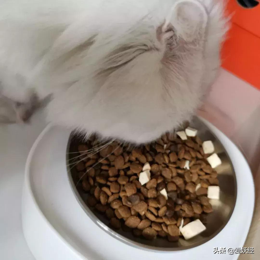 lorde全价猫粮,lorde猫粮值不值得购买