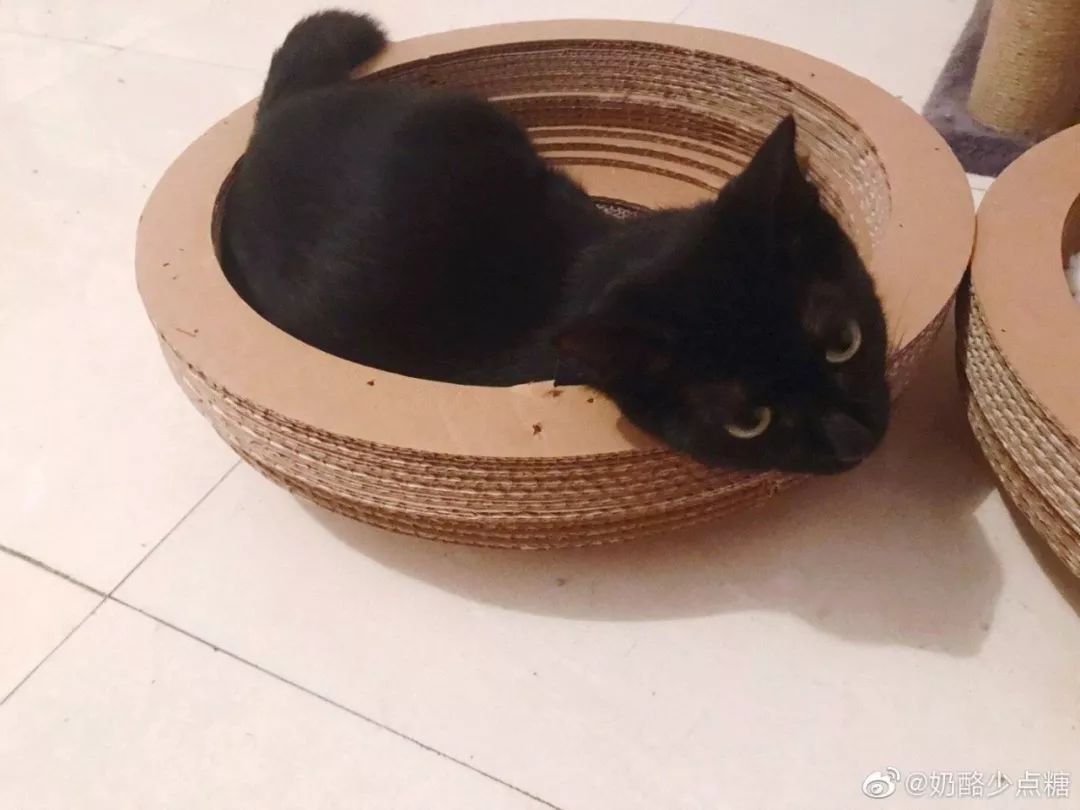 黑猫不吉利是谁说的,黑猫不吉利是真的吗