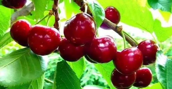 各种常吃水果名和图片,喜欢吃水果了解水果种类