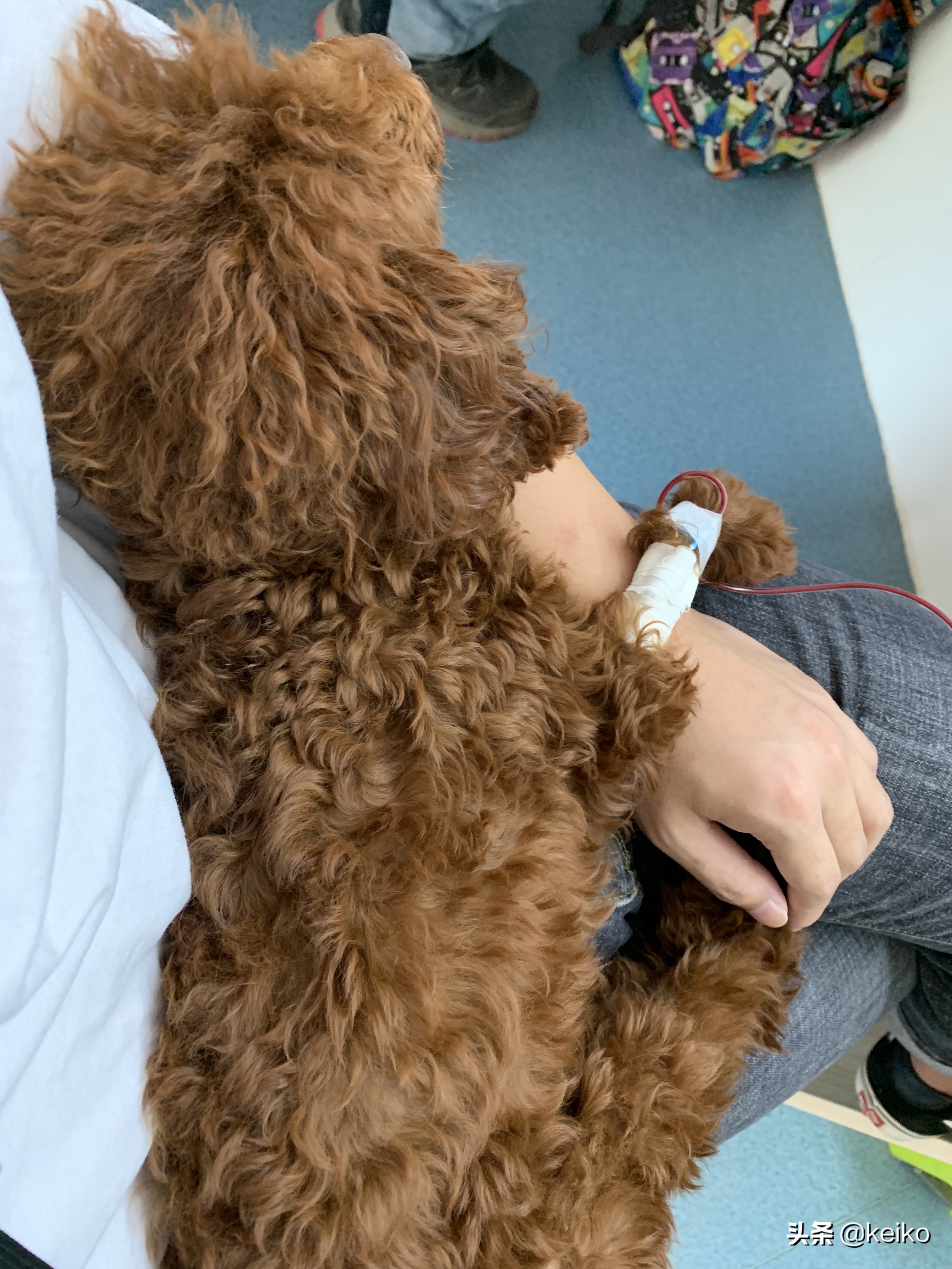 巴贝斯寄生虫治疗多久,巴贝斯寄生虫会传染人吗