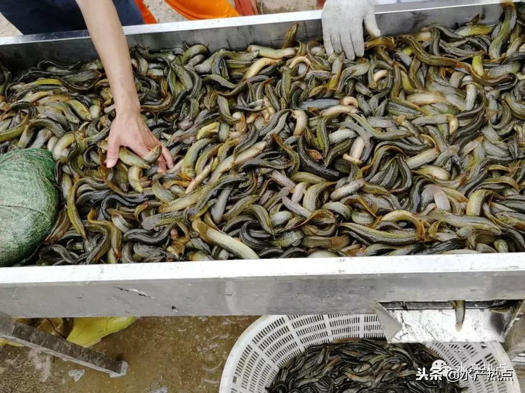 养鱼近期行情如何呢,养殖行情不好如何突围发财