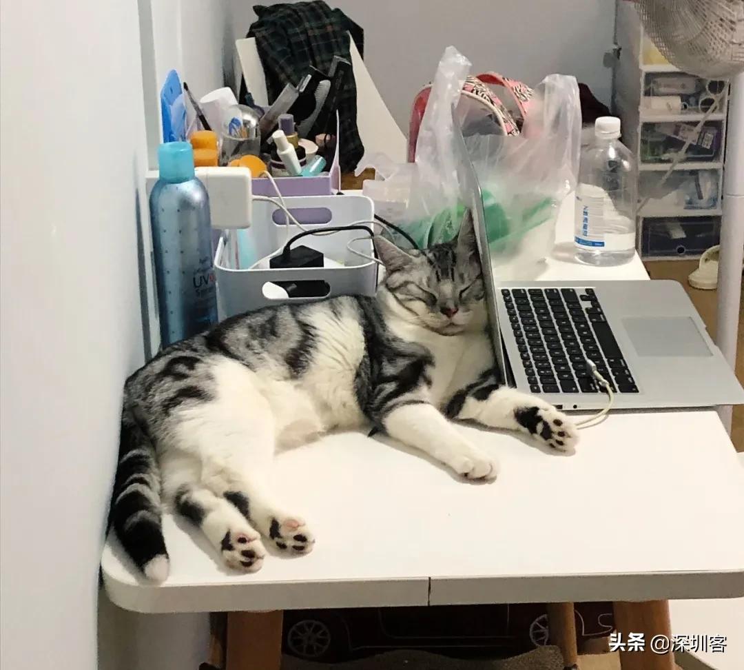 深圳猫市,深圳猫