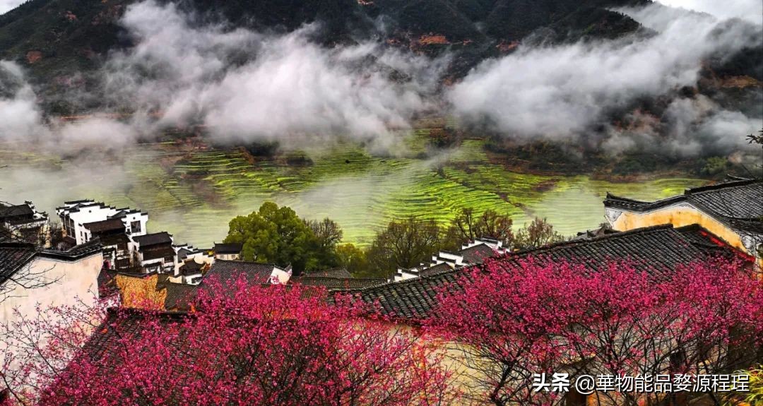 婺源这片仙境般的油菜花田已上线！超级美腻！赶紧约起来
