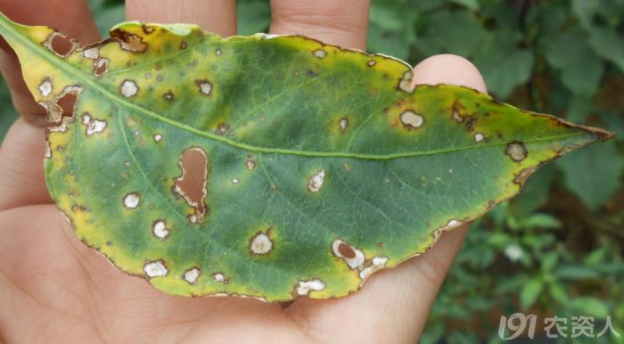 蔬菜细菌病图片大全,破解蔬菜病虫害之谜