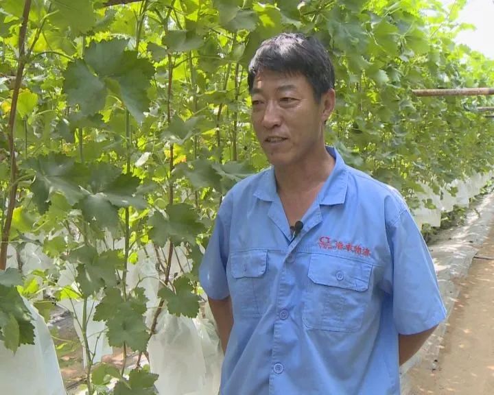 营口鲅鱼圈葡萄苗,营口鲅鱼圈葡萄种植