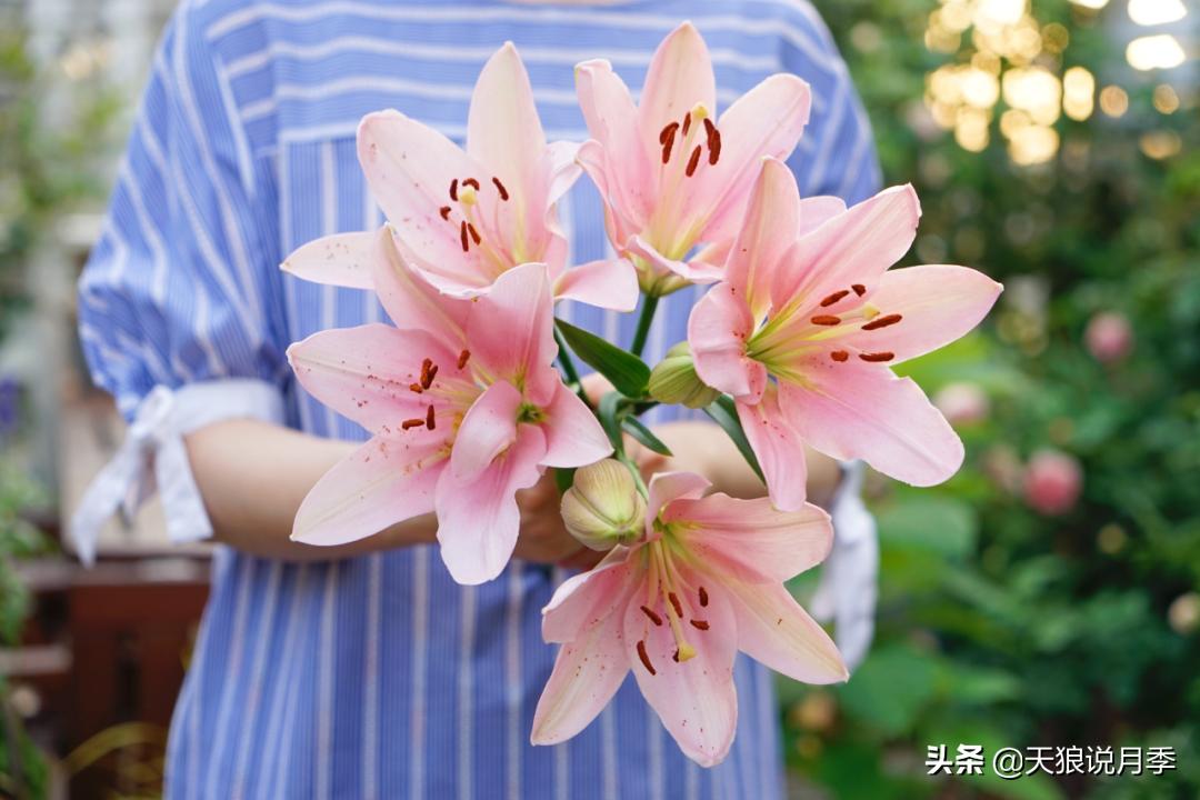 如何打造四季开花的花园,如何打造四季都有花的花园