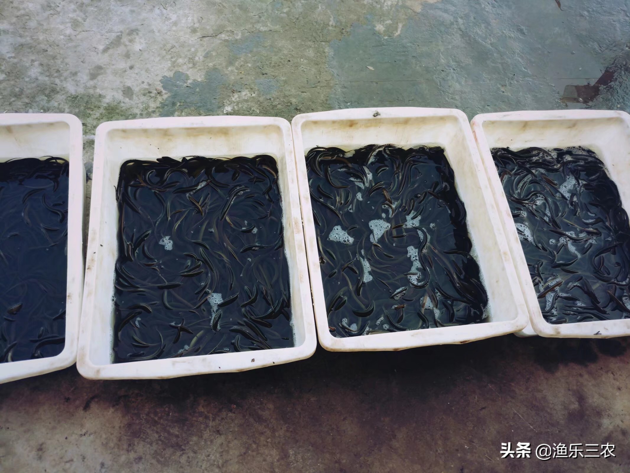 黄鳝养殖方法视频播放,广东黄鳝养殖基地