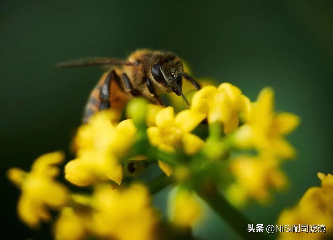 「测评」南非NiSi官方大使近摄镜使用心得