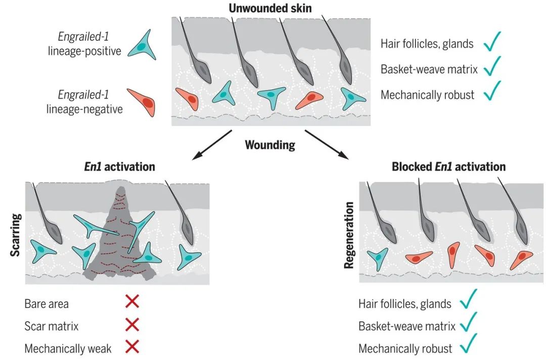斯坦福大学科学家发现了让伤口不留疤痕愈合的方法