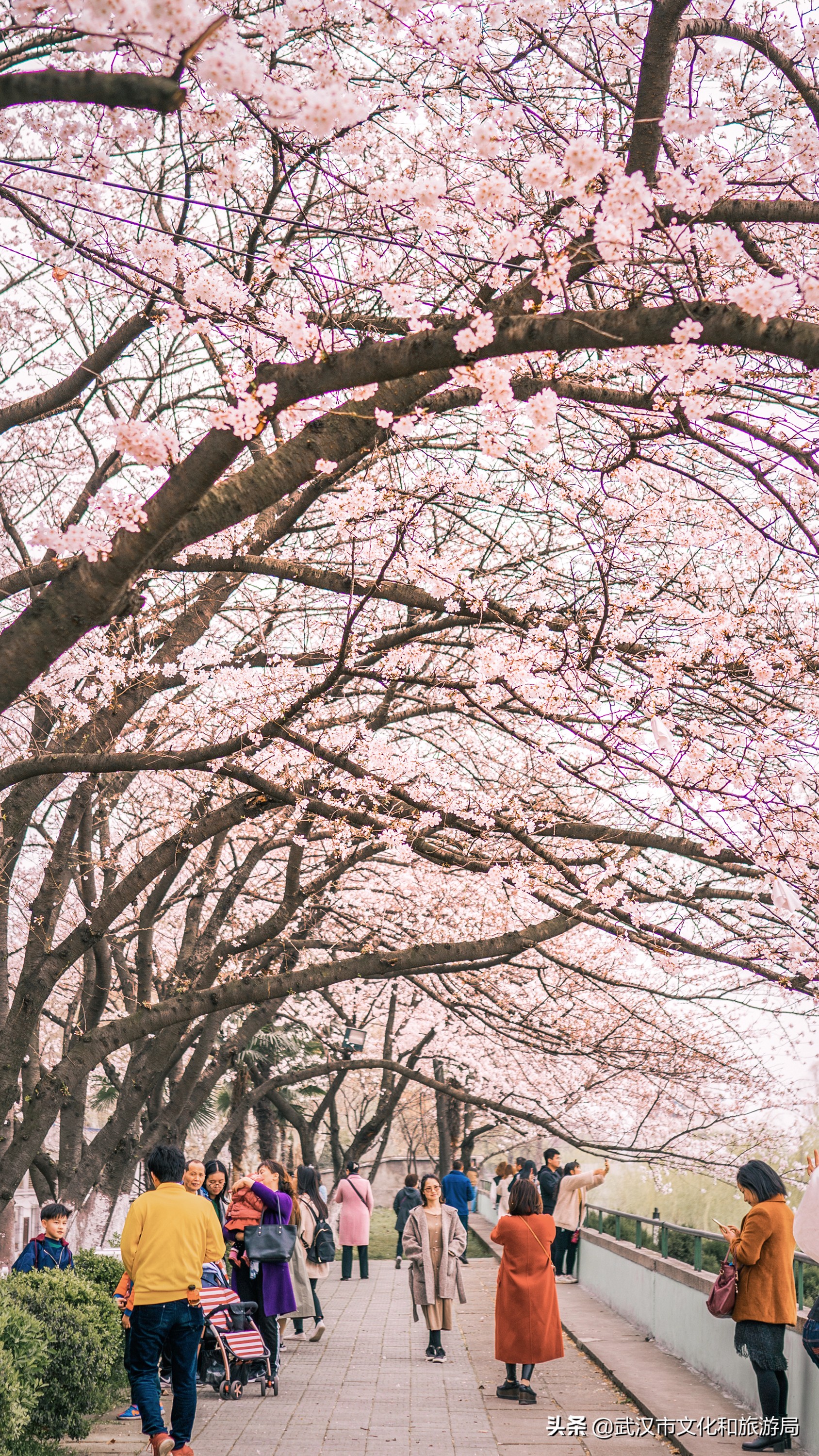 武汉东湖樱花门票,武汉看樱花的景点