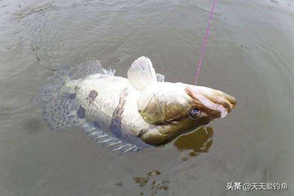 鳜鱼最佳手竿钓法怎么钓,冬天手竿钓鳜鱼的最佳方法