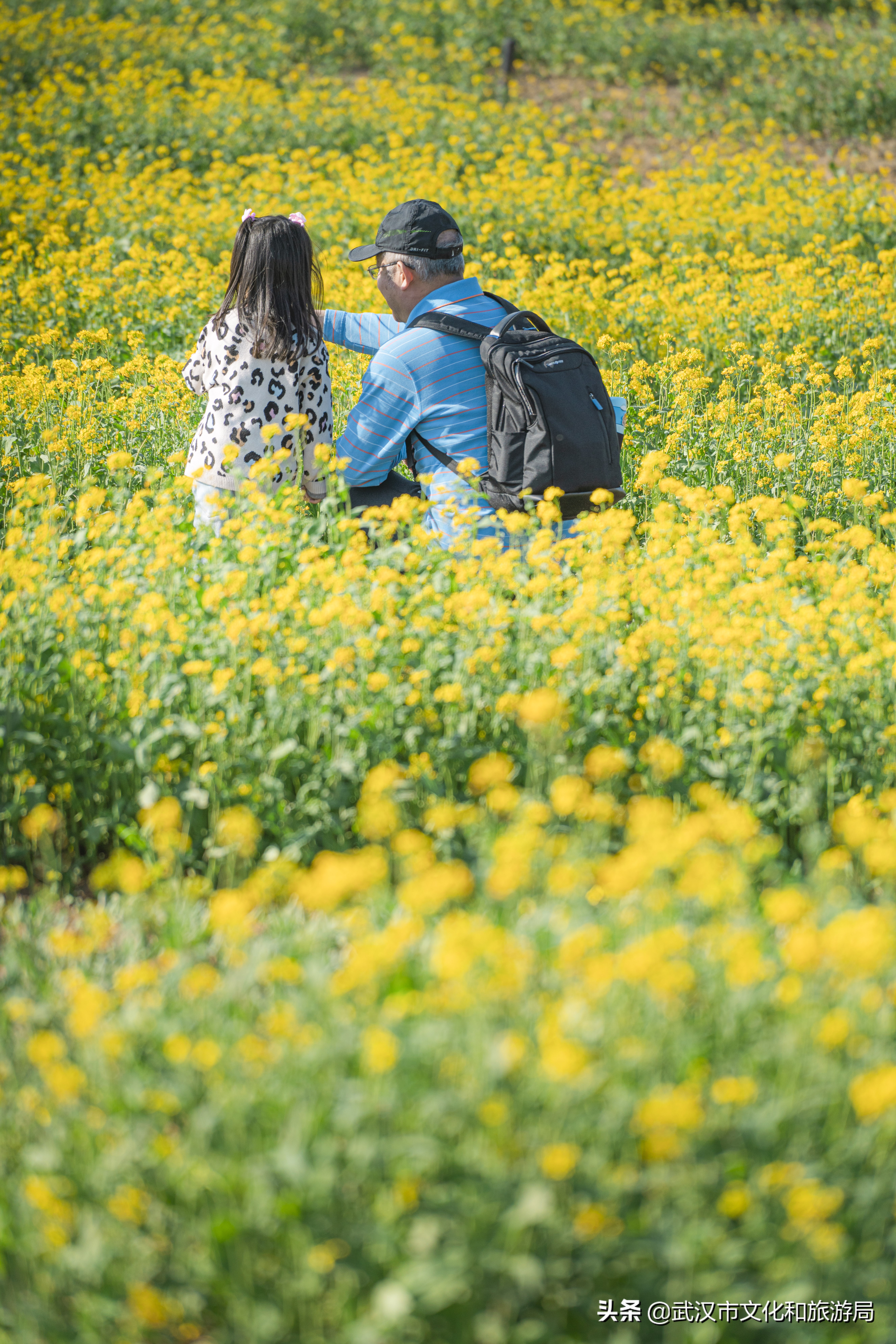 十大赏樱花胜地,武汉免费赏樱地推荐
