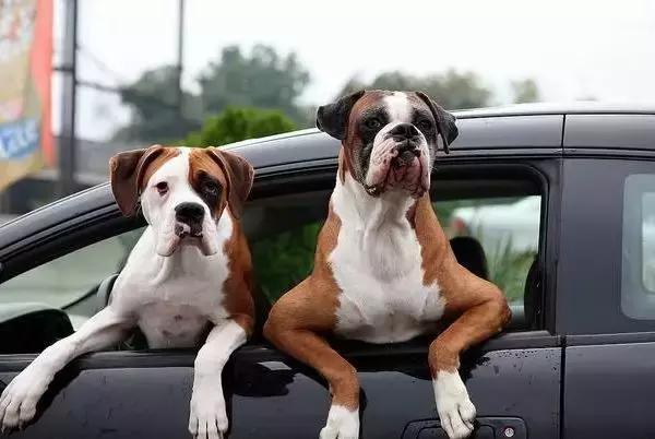 狗狗晕车后喝水呕吐脱水,狗狗晕车吐了主人看到也吐了