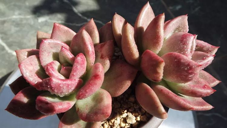 爱机车，爱多肉，宝妈花姐的诗和远方