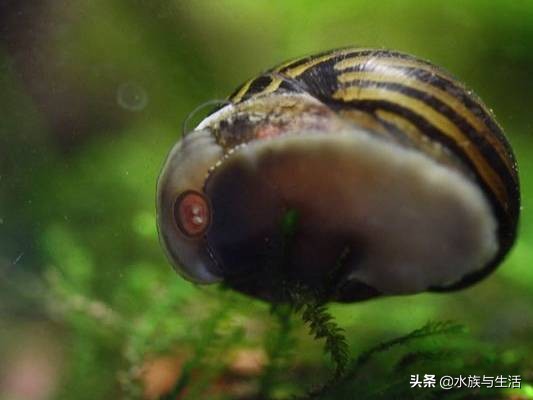 鱼缸中的清洁工最好的选择,鱼缸清洁工清道夫有作用吗