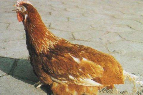 鸡嗓子里有痰呼噜呼噜的吃什么药,鸡张口呼吸呼噜声