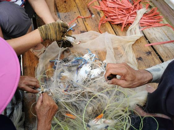 廉江龙营钓鱼视频,湛江市遂溪草潭码头钓鱼视频