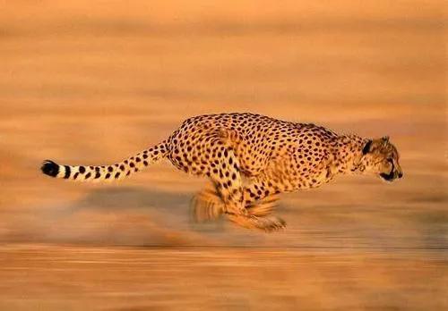 学霸作文开头结尾大全可以套用,学霸写作文秘诀