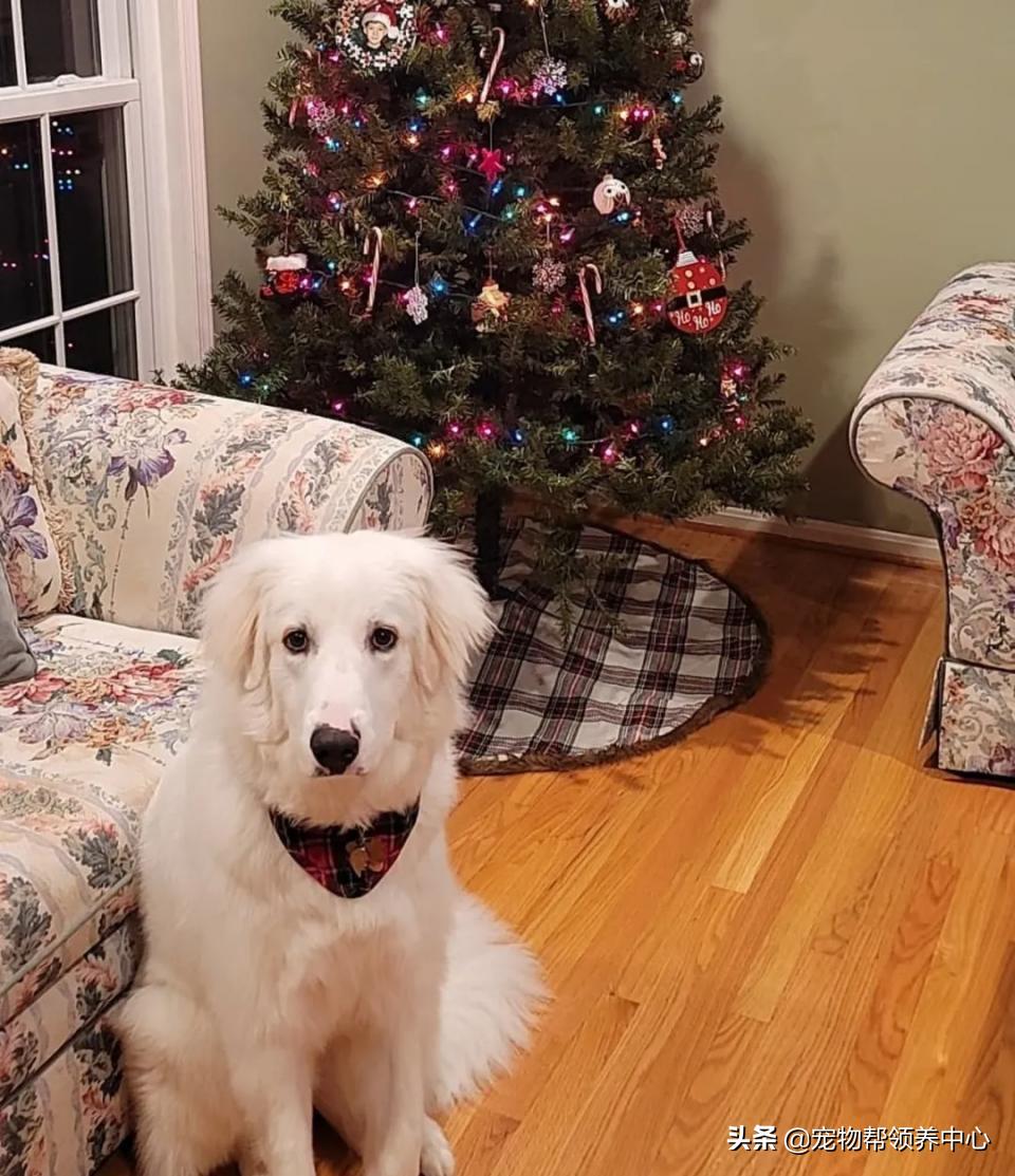 大白熊的奇怪行为,大白熊有多胆小