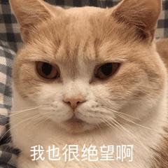 猫咪眼里的世界到底是怎样的,猫咪眼中的世界是什么样子