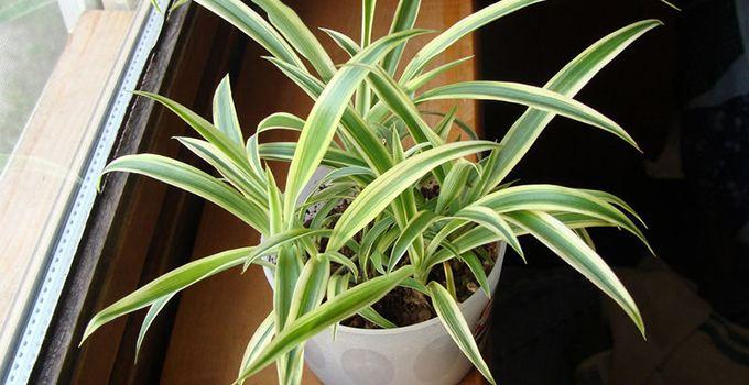 吊兰怎么水养才能更旺盛,水养吊兰怎么养才能爆盆和爬满墙