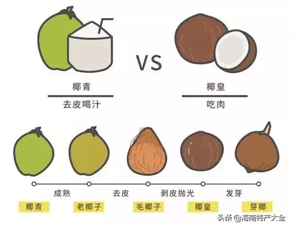 椰子在海南话有什么别的意思吗,椰子在海南的地位
