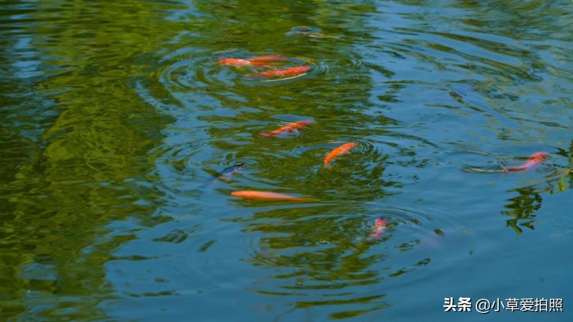 威海羊亭公园有什么好玩的,威海羊亭湿地公园四季美景