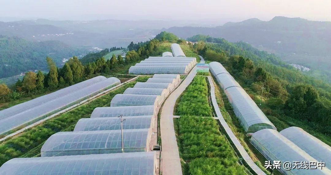 产业观察：“中国芦笋之乡”为何按下“慢进键”？