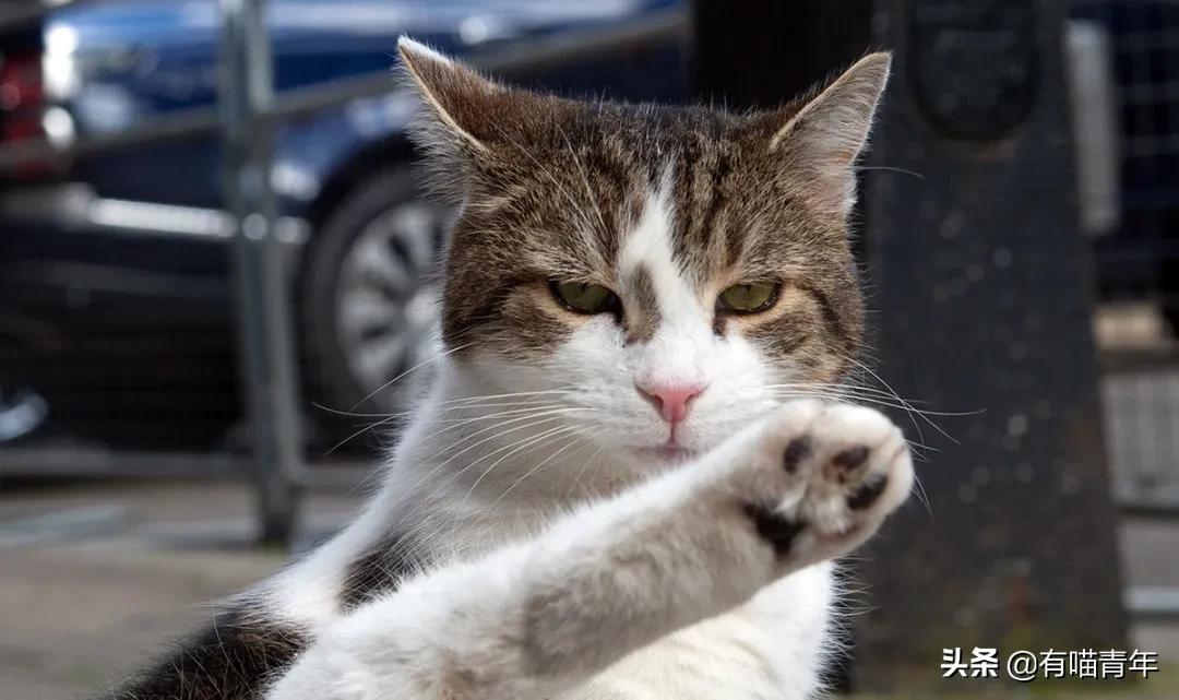 英国第一御猫,英国第一猫拉里视频