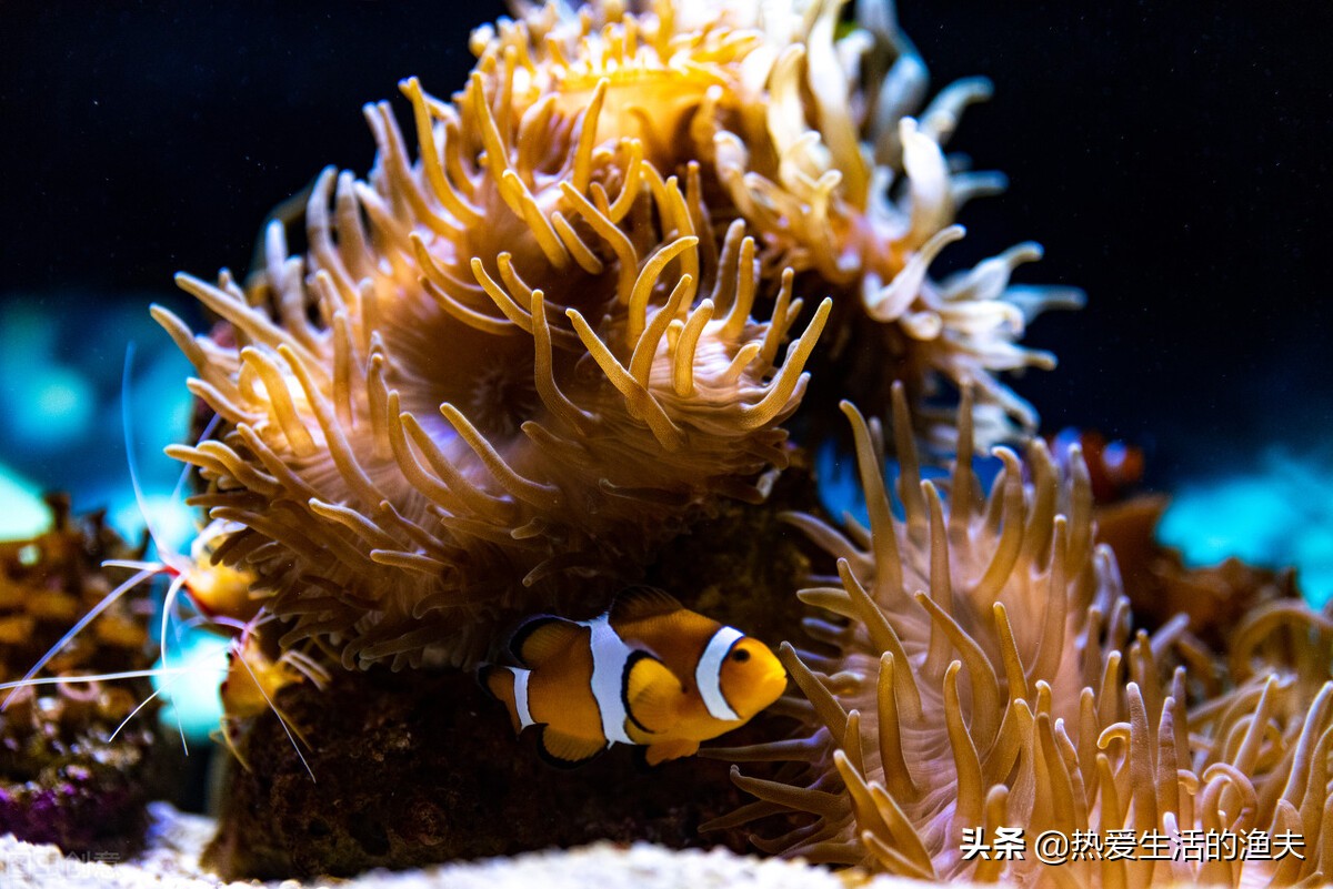 家里养的鱼蹭缸怎么办？