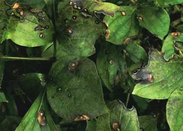 牡丹病最佳治疗方法,牡丹鹦鹉的病害和治疗方法