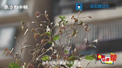 咬人很痒的小黑虫有哪些,小黑虫子咬了奇痒无比是什么虫