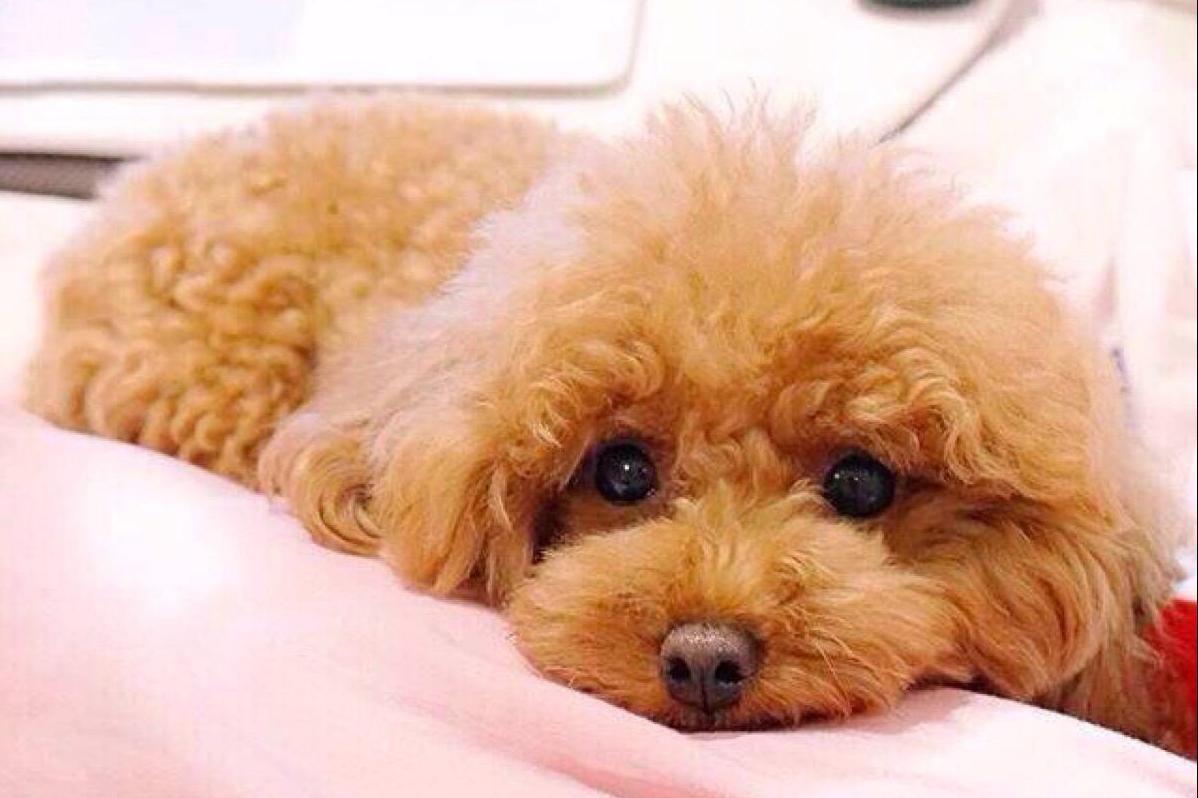 你还在给你家狗狗吃冻干粮吗,你还在给狗狗吃火腿肠吗