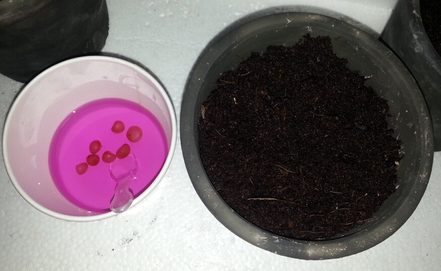 君子兰种子可以用椰糠培育吗,干透的君子兰种子怎样播种