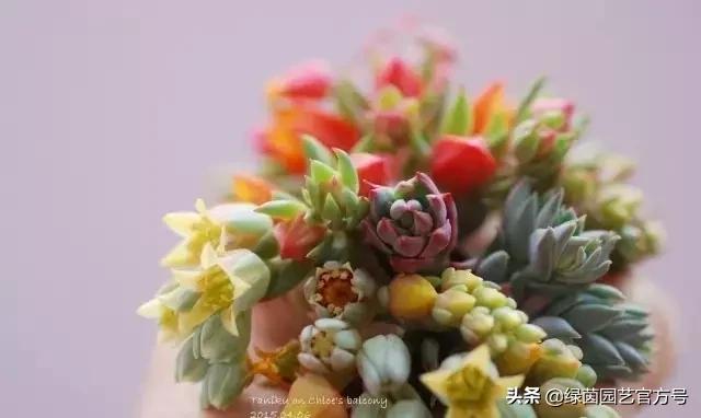 多肉开花怎么办呢,多肉开花的原因和解决方法