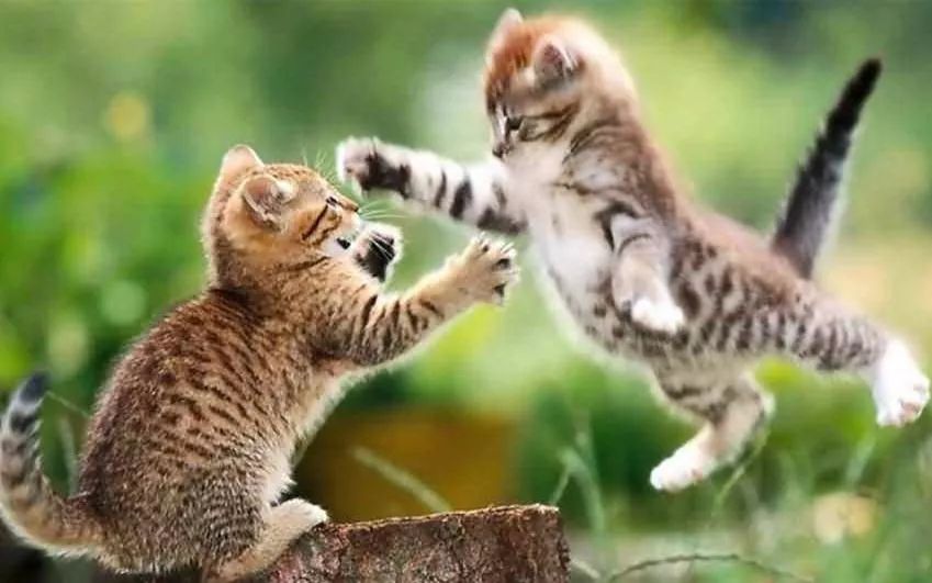 猫咪伤口化脓可以用双氧水消毒吗,猫咪受伤怎么处理伤口