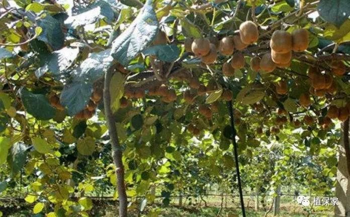 聚天门冬氨酸复合肥料,聚天门冬氨基酸有机水溶肥