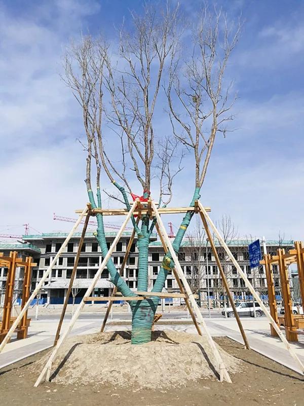 苗木栽植后应加强养护管理,苗木支撑加固方法