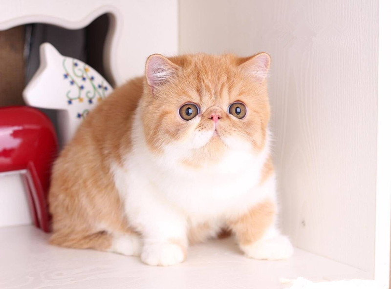 猫眼屎多是什么原因,猫眼屎多是猫粮原因吗