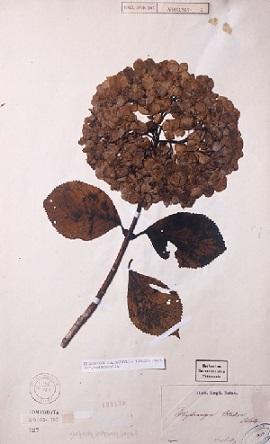 日本人成吉思汗,成吉思汗是怎么变成蒙古人的